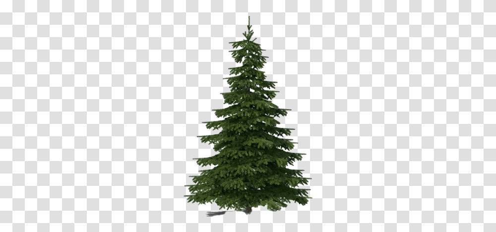 Evergreen Background 64 Feet Tree, Plant, Christmas Tree, Ornament, Pine Transparent Png
