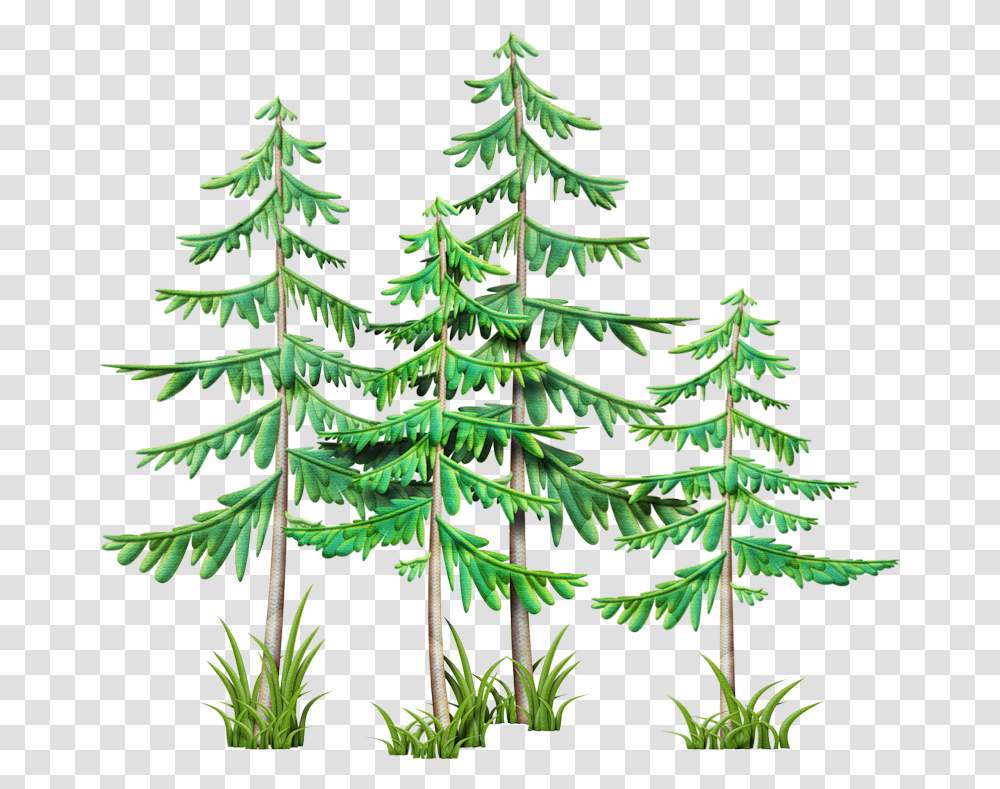Evergreen Branch Clip Art Camping Stuff Branches Mountain Pine Tree Clip Art, Plant, Fir, Abies, Conifer Transparent Png