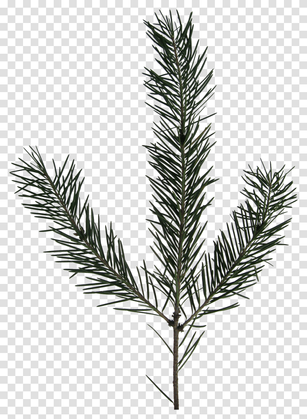 Evergreen Branch Evergreen Branch, Tree, Plant, Fir, Abies Transparent Png