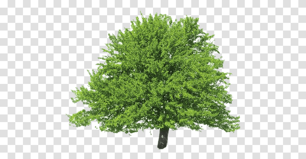 Evergreen Clipart Tulip Tree, Plant, Oak, Maple, Sycamore Transparent Png