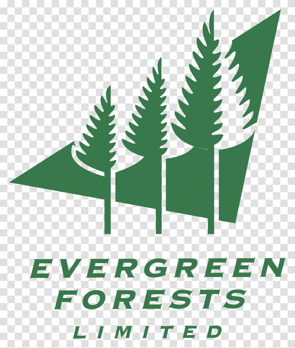 Evergreen Forests Icon, Plant, Poster, Advertisement, Fern Transparent Png