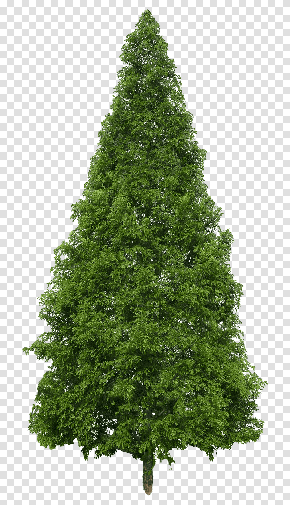 Evergreen Image Douglas Fir Tree, Plant, Christmas Tree, Ornament, Maple Transparent Png