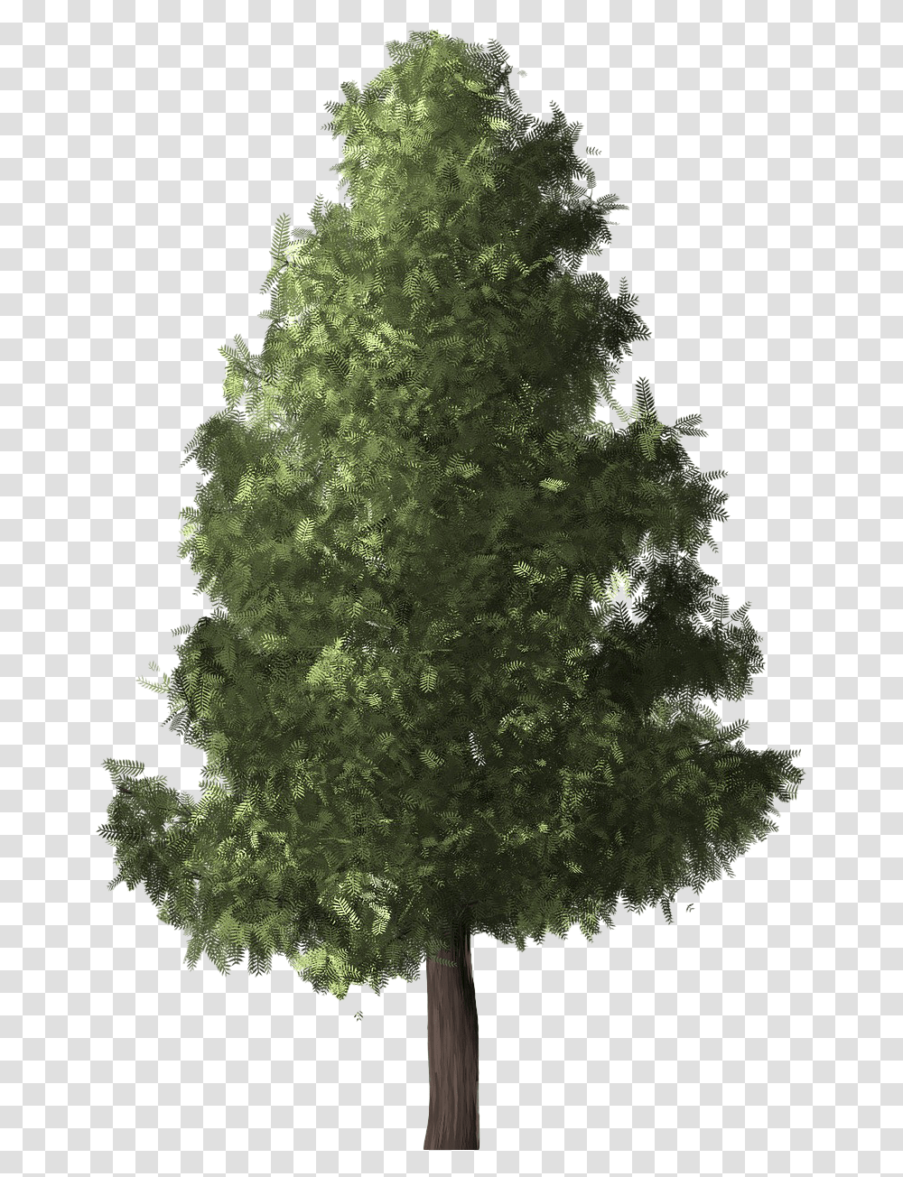 Evergreen Image Evergreen, Christmas Tree, Ornament, Plant, Mineral Transparent Png
