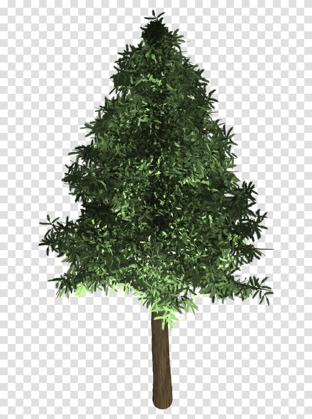 Evergreen Oak Tree In The Philippines, Plant, Christmas Tree, Ornament, Sphere Transparent Png
