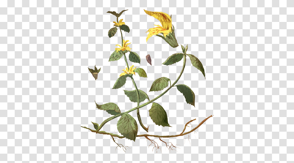 Evergreen Rose, Acanthaceae, Flower, Plant, Blossom Transparent Png