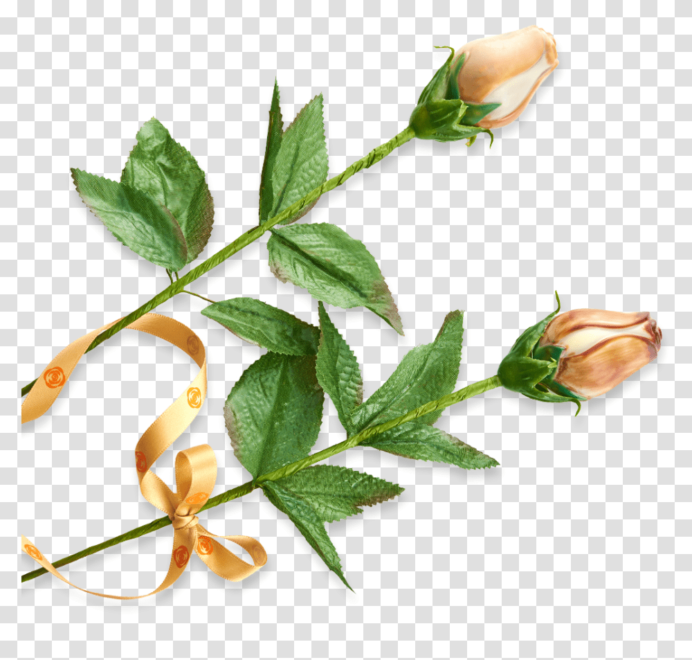 Evergreen Rose, Plant, Flower, Blossom, Bud Transparent Png