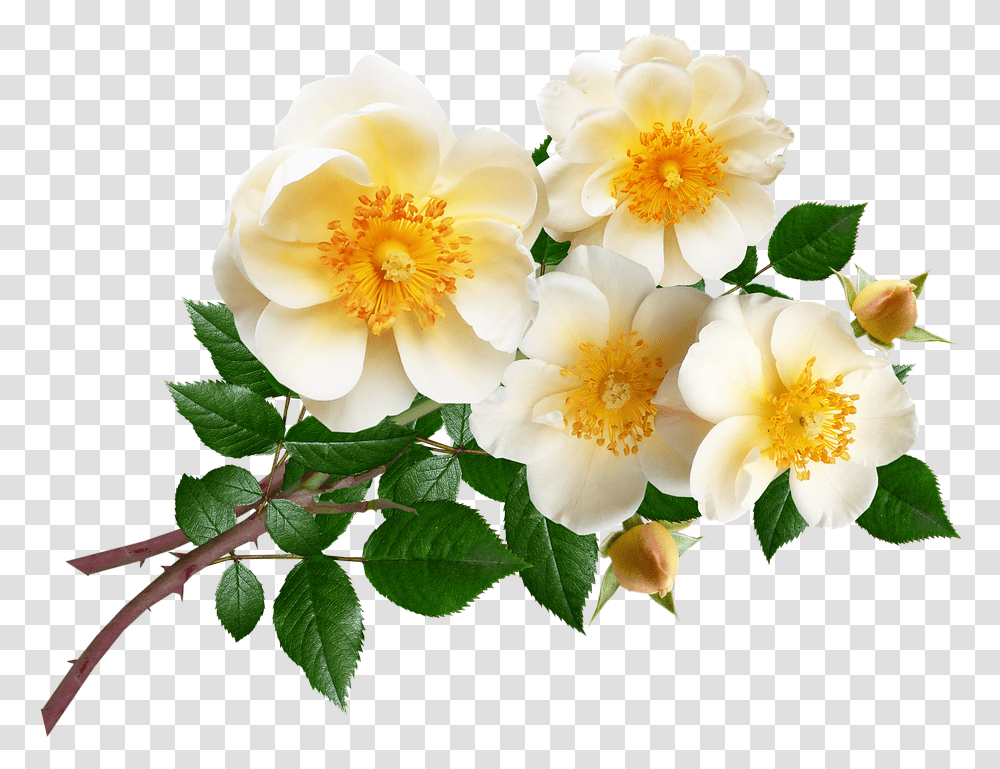 Evergreen Rose, Plant, Flower, Blossom, Petal Transparent Png