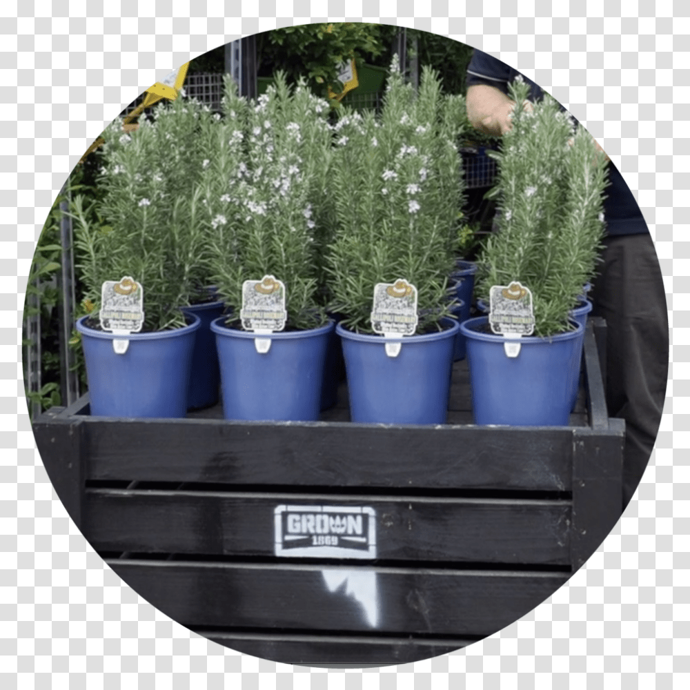 Evergreen Shrub Flowerpot, Plant, Tree, Person, Fir Transparent Png