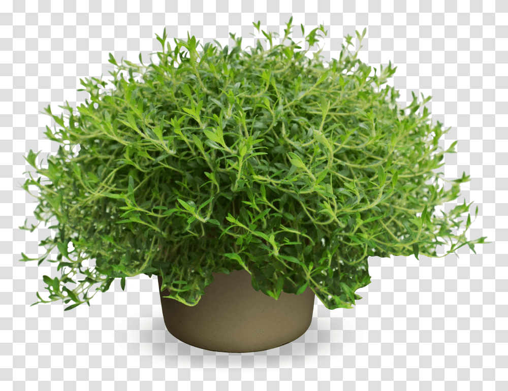 Evergreen Shrub Transparent Png