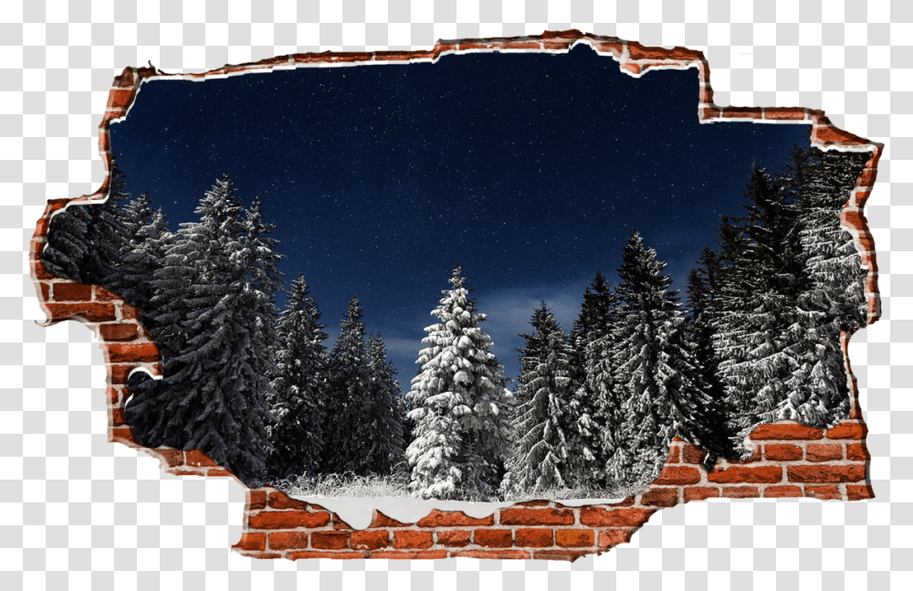 Evergreen Snowy Trees Dark Night Breaking Wall Nature Rainbow Breaking A Wall, Plant, Fir, Outdoors, Christmas Tree Transparent Png