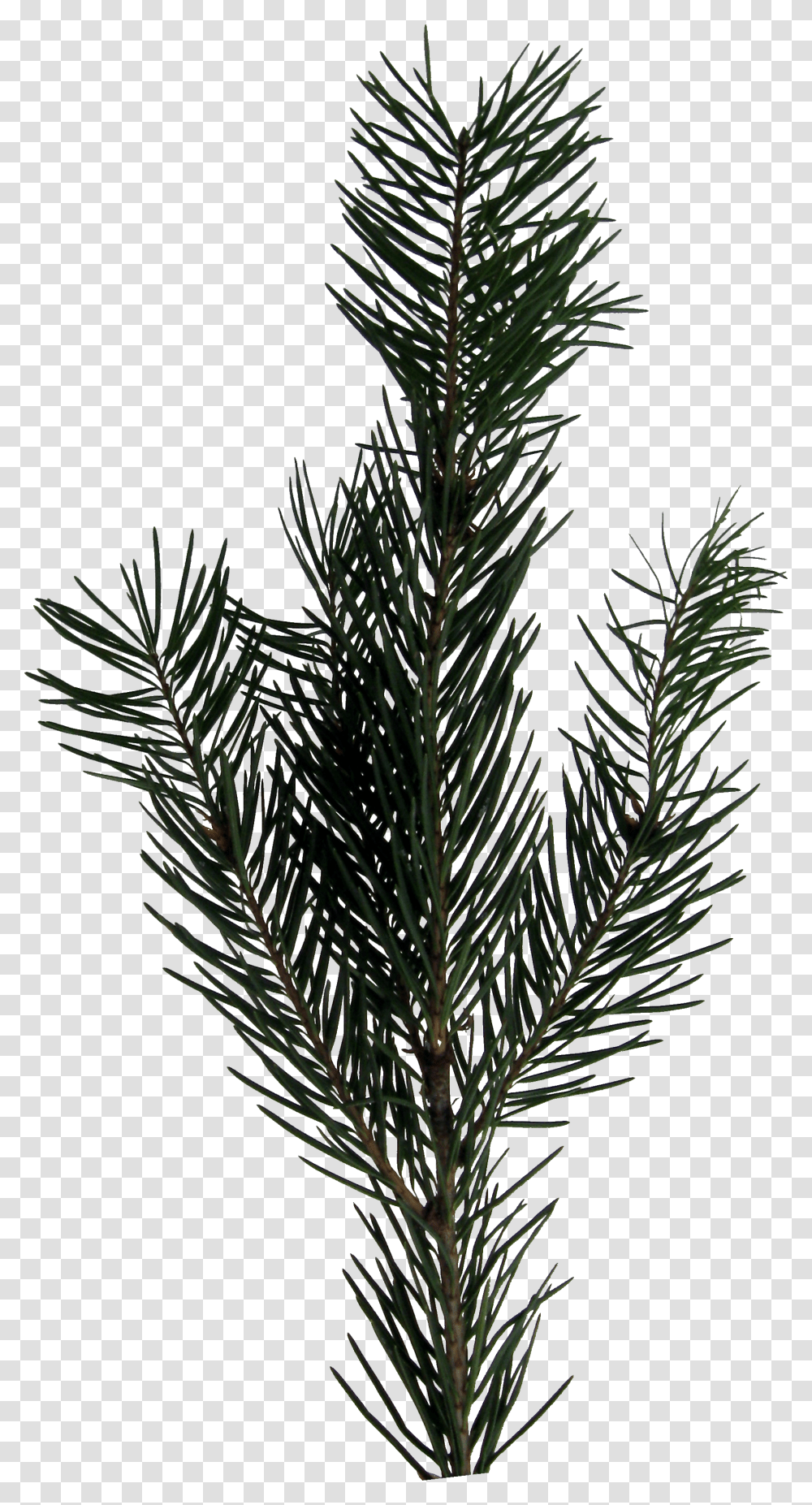 Evergreen Sprig Evergreen Sprig, Tree, Plant, Fir, Abies Transparent Png