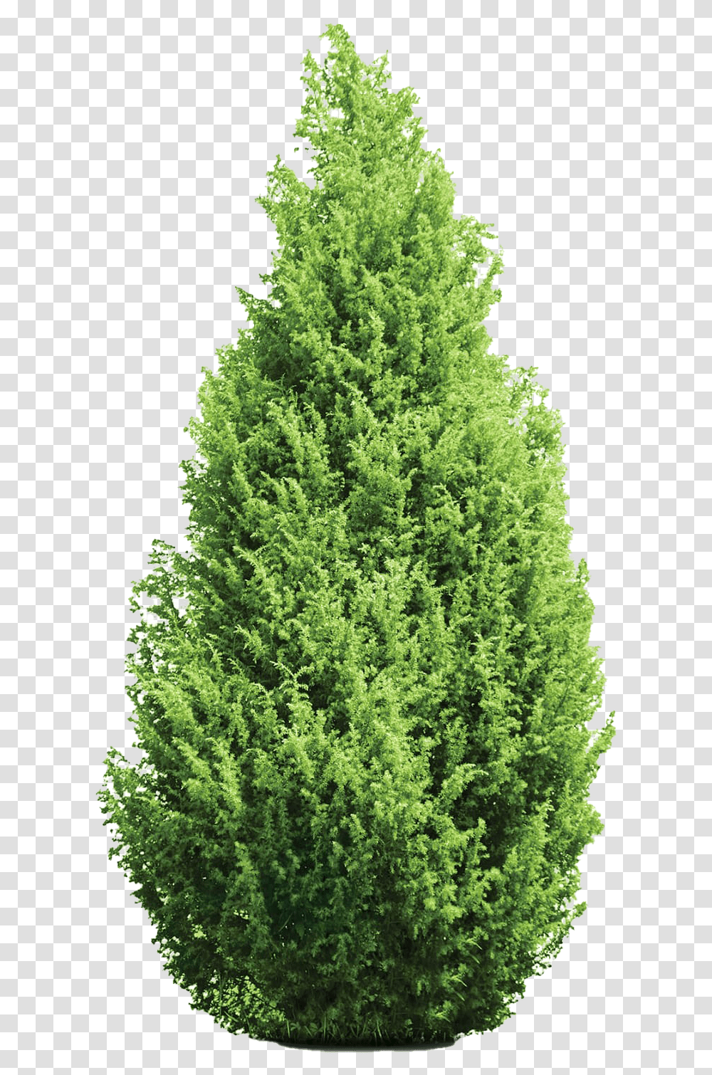 Evergreen Tree Background Cypress Tree, Plant, Conifer, Pine, Fir Transparent Png
