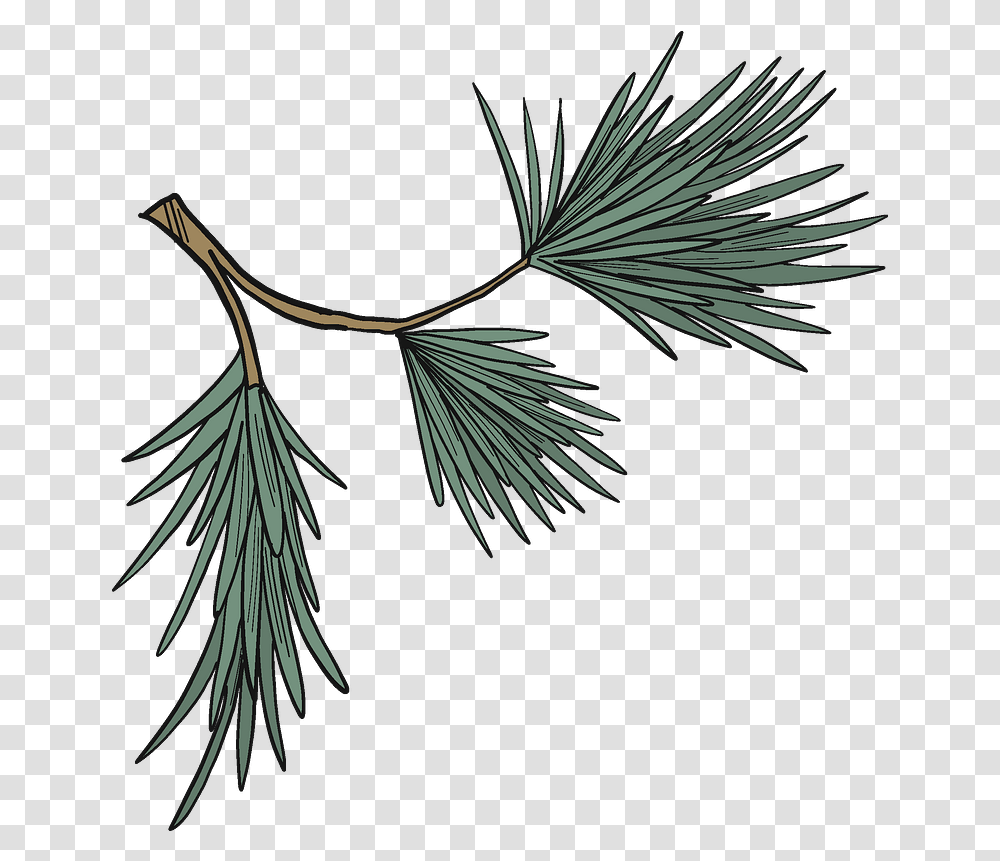 Evergreen Tree Branch Clipart Free Download Creazilla Evergreen, Plant, Conifer, Potted Plant, Vase Transparent Png