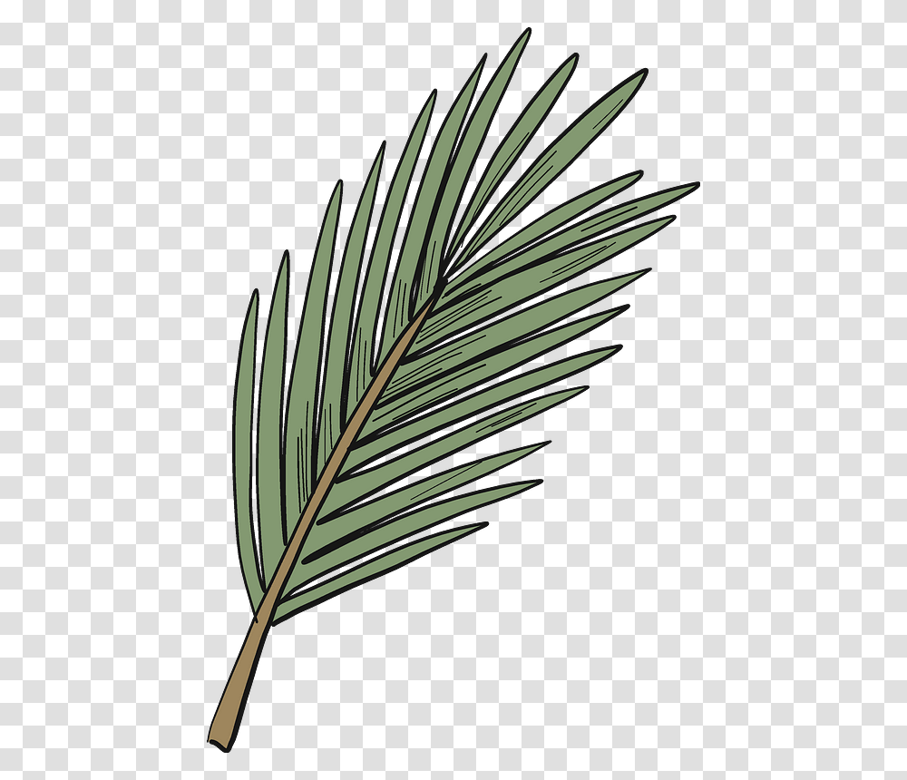 Evergreen Tree Branch Clipart Pond Pine, Leaf, Plant, Fern, Bird Transparent Png