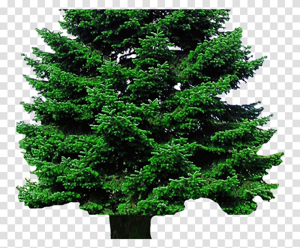 Evergreen Tree Christmas Tree Image Clipart Tree Background, Plant, Pine, Fir, Abies Transparent Png