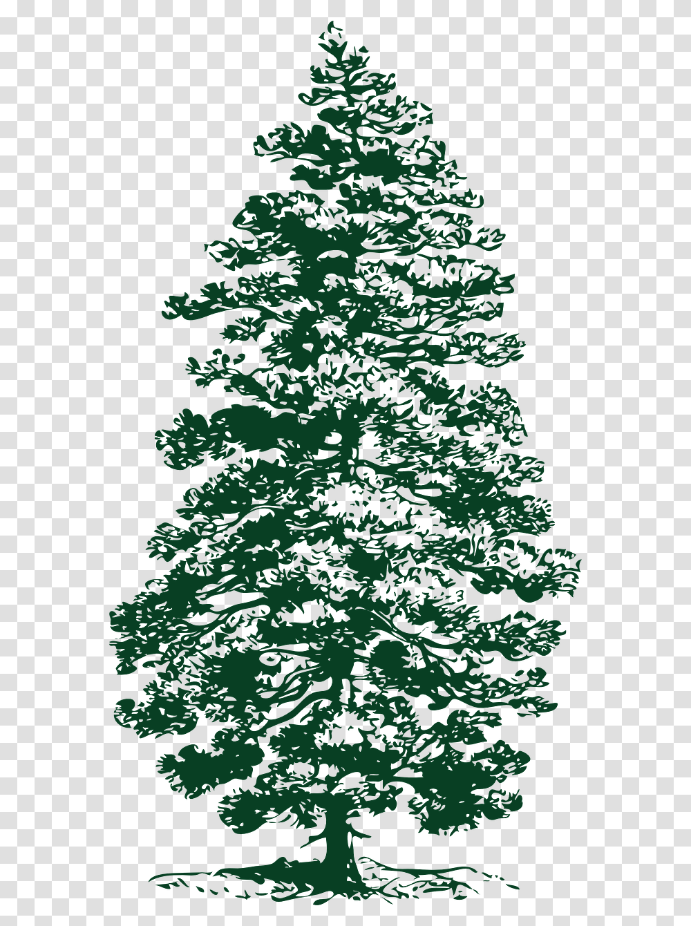 Evergreen Tree Clipart Black And White Pine Tree Ink Drawing, Plant, Fir, Conifer, Ornament Transparent Png