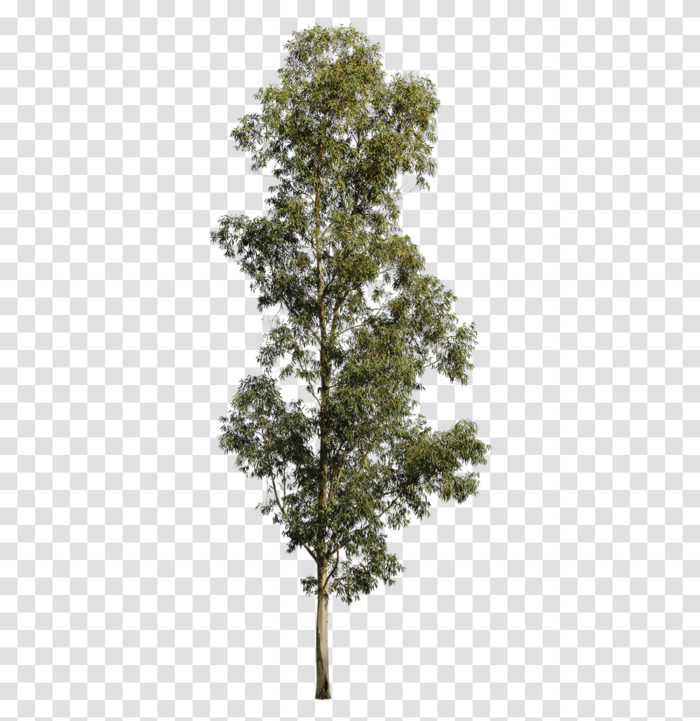 Evergreen Tree Eucalyptus Tree White Background, Plant, Conifer, Larch, Outdoors Transparent Png