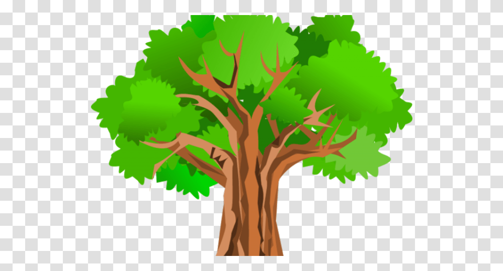 Evergreen Tree Free Download Clip Art, Plant, Leaf, Tree Trunk, Oak Transparent Png