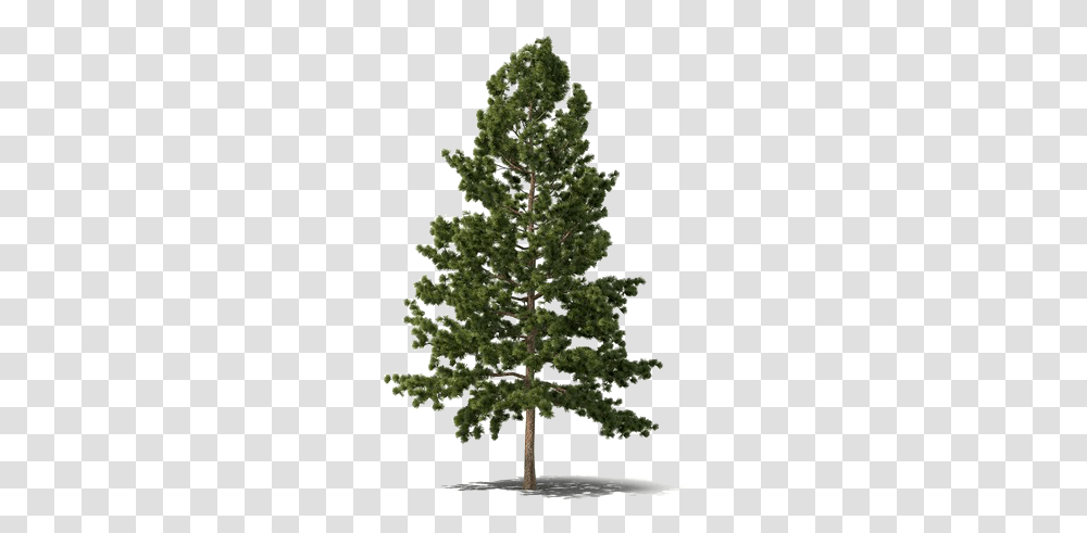 Evergreen Tree Free Download Mart Evergreen Tree, Plant, Christmas Tree, Ornament, Pine Transparent Png