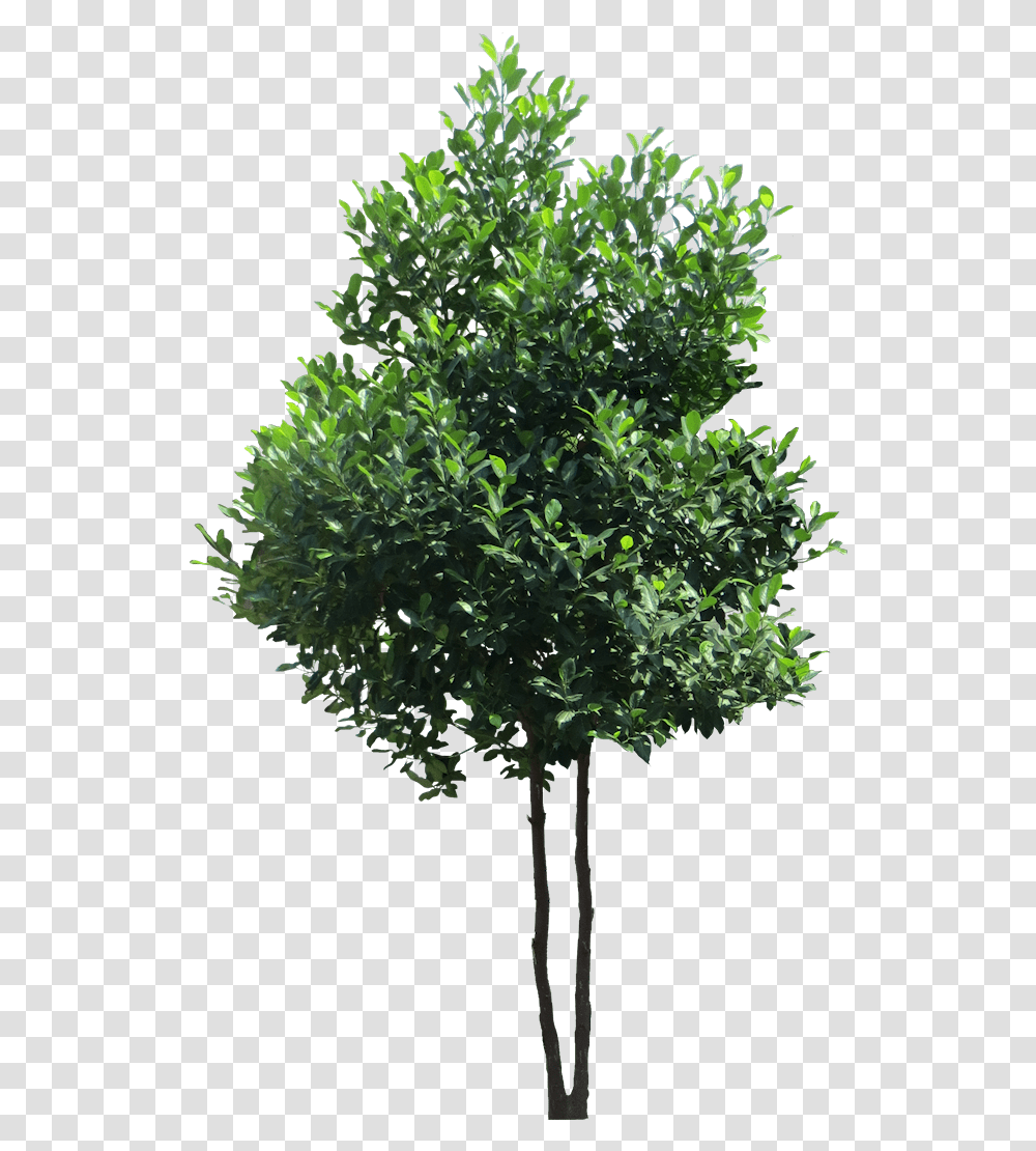 Evergreen Tree High Resolution Tree, Bush, Vegetation, Plant, Leaf Transparent Png