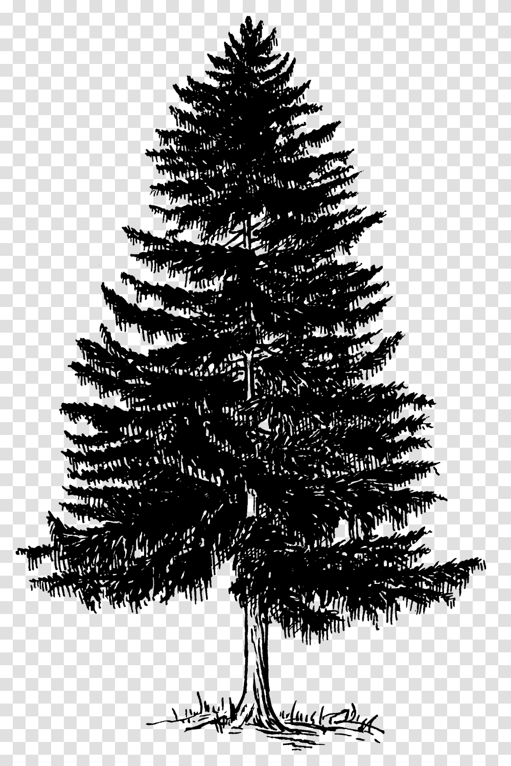 Evergreen Tree Photos Pine Trees Black And White Vector, Nature, Outdoors, Outer Space, Astronomy Transparent Png