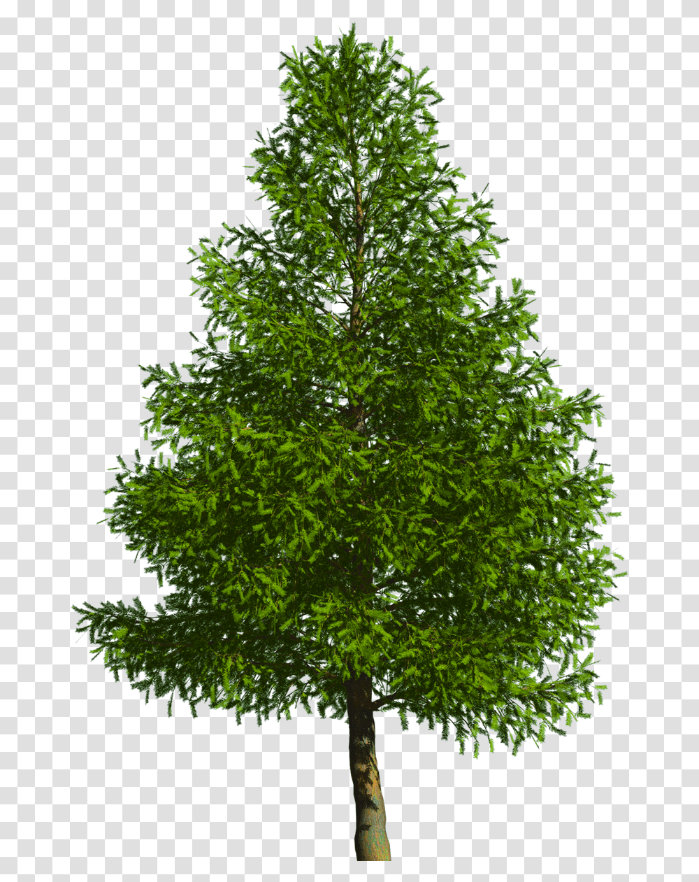 Evergreen Tree Pine Douglas Fir Oak Tree White Background, Plant, Abies, Leaf, Maple Transparent Png