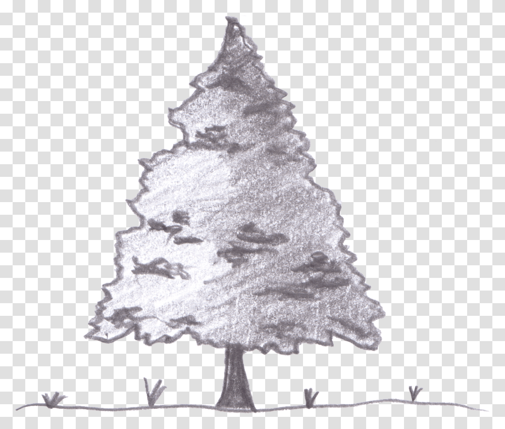 Evergreen, Tree, Plant, Christmas Tree, Ornament Transparent Png