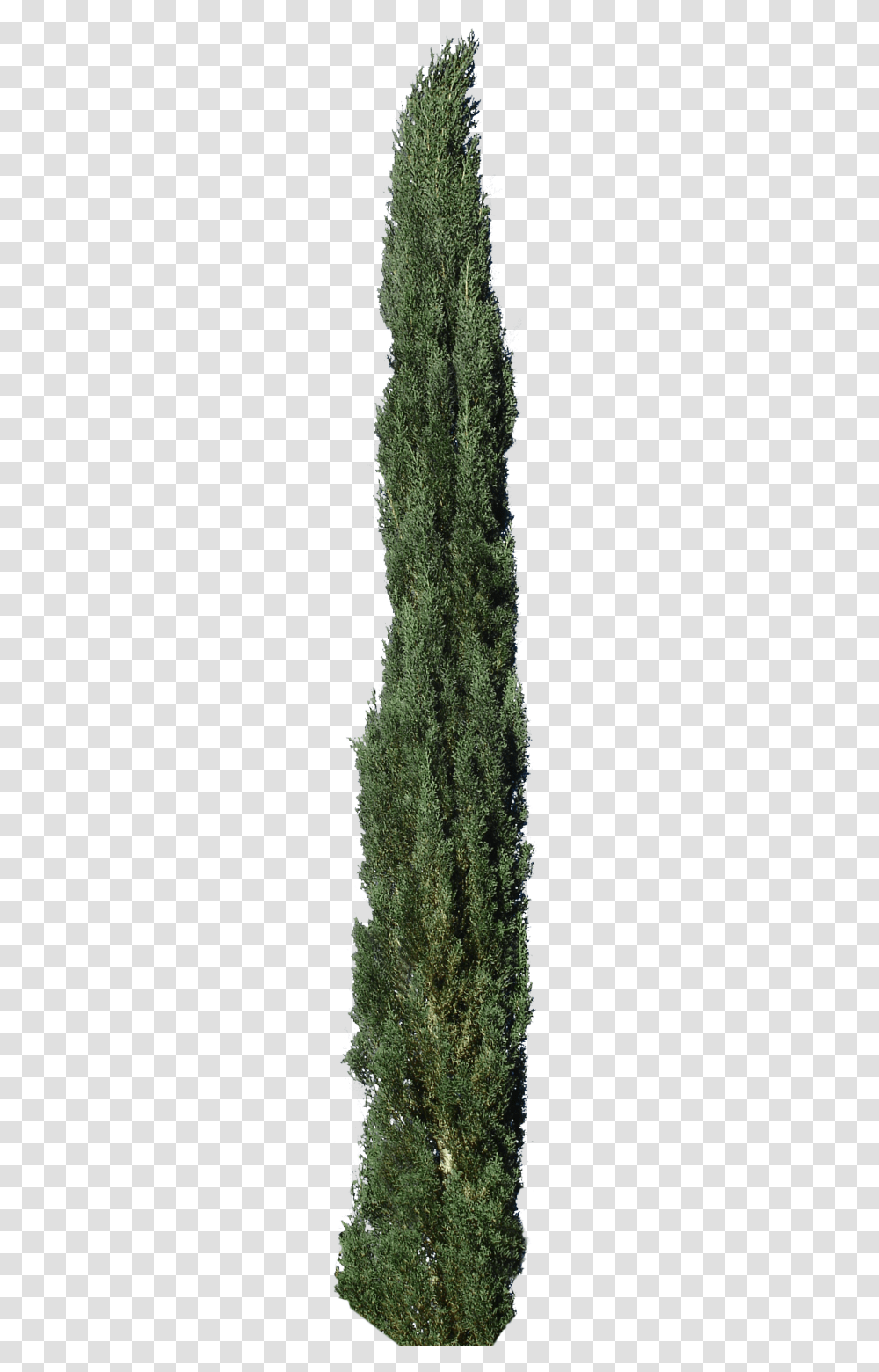Evergreen, Tree, Plant, Conifer, Pine Transparent Png