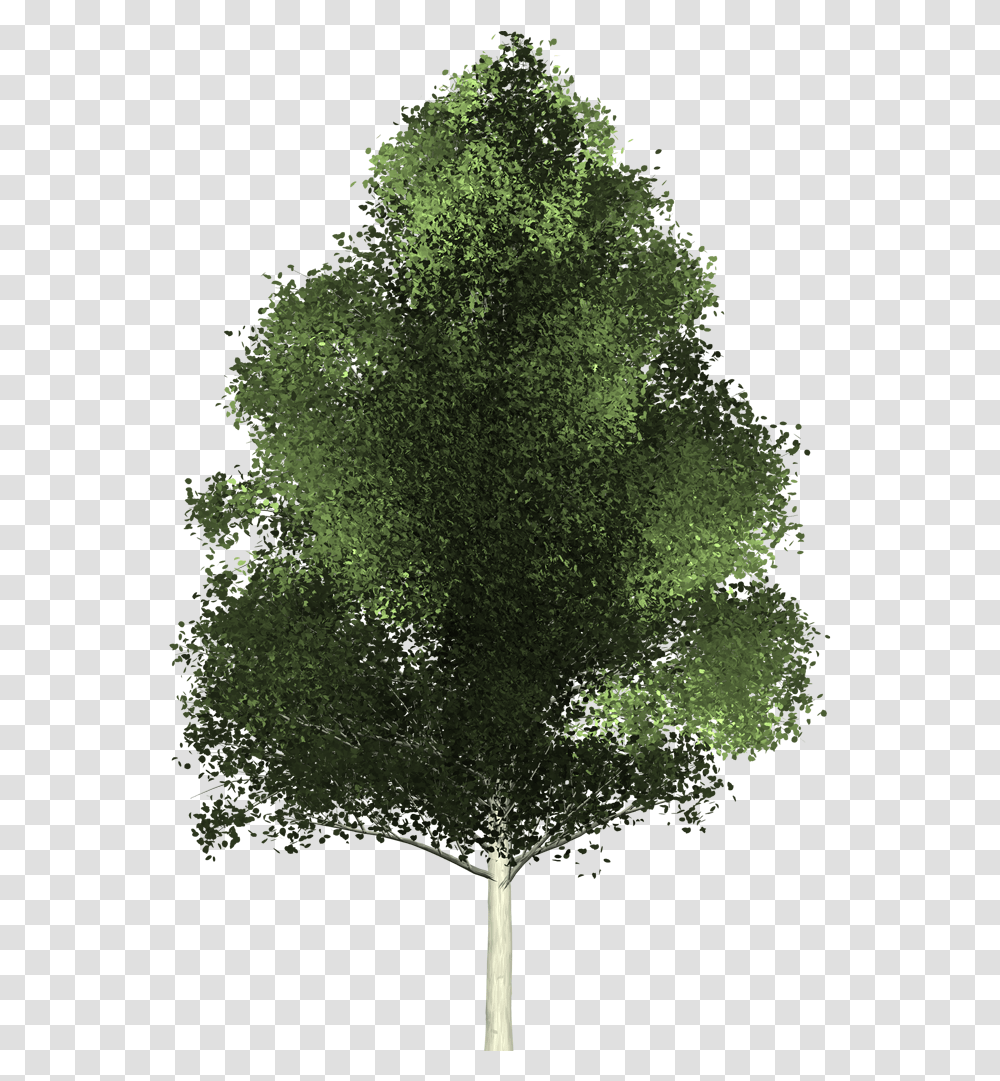 Evergreen Tree Tree From Above, Plant, Leaf, Vegetation, Outdoors Transparent Png