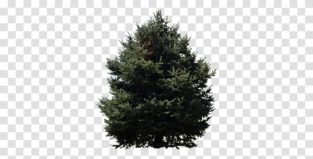 Evergreen Trees 1 Image Christmas Tree, Plant, Fir, Abies, Conifer Transparent Png