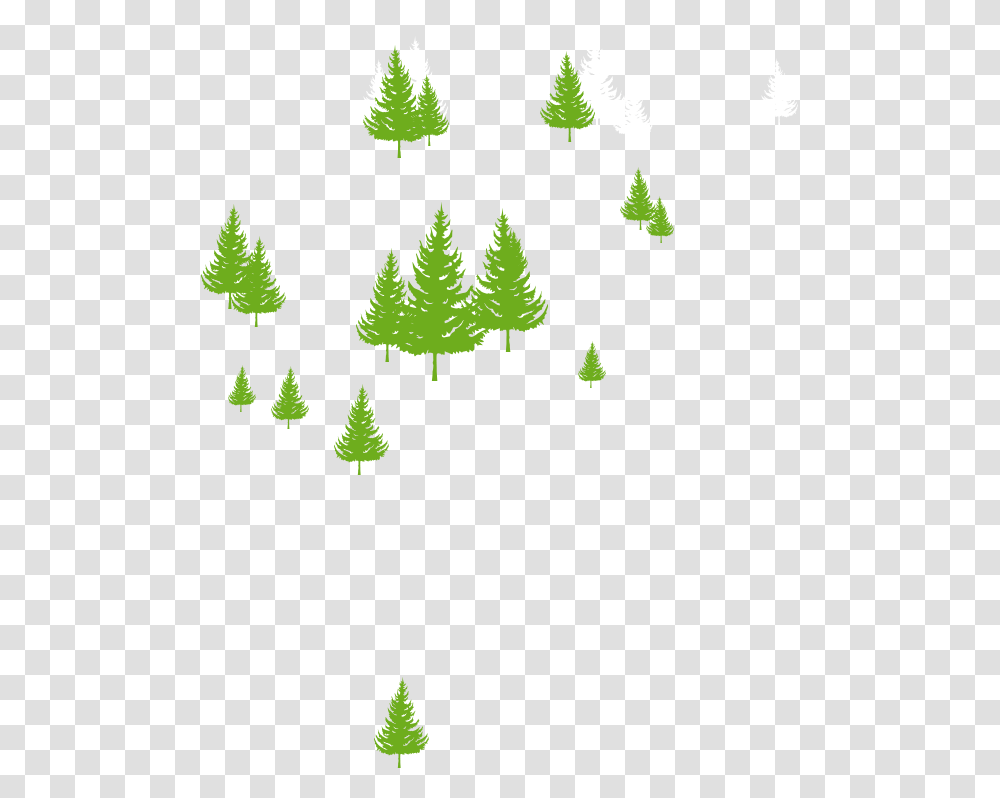 Evergreen Trees Christmas Tree, Plant Transparent Png