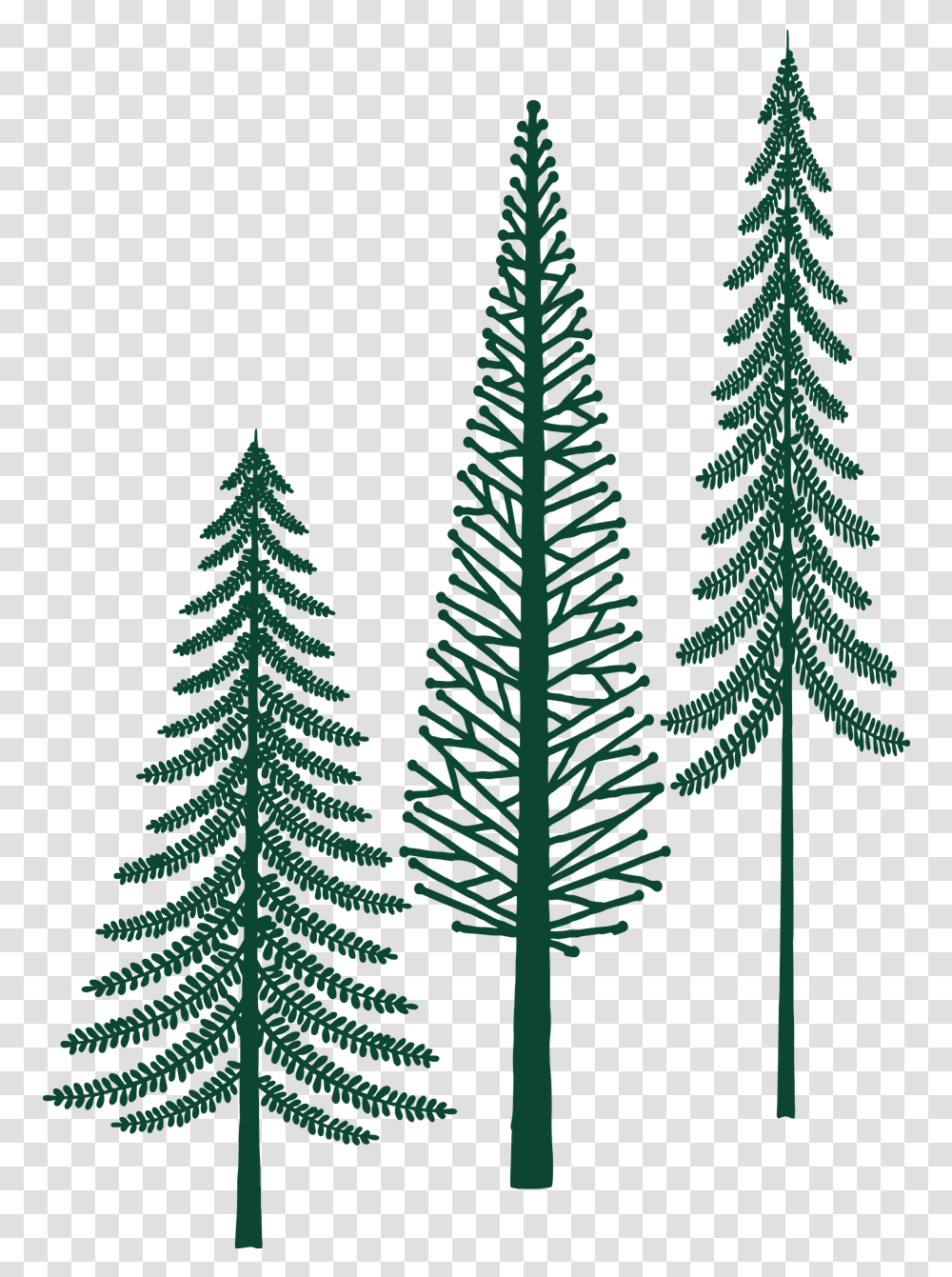 Evergreen Trees Forest Tree Free Vector Graphic On Pixabay White Pine, Plant, Ornament, Pattern, Fractal Transparent Png