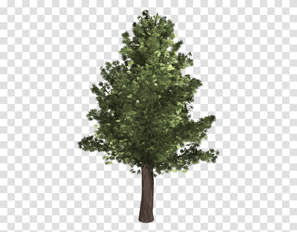 Evergreen Trees Tree Evergreen Isolated Pine Tree, Plant, Fir, Abies, Tree Trunk Transparent Png