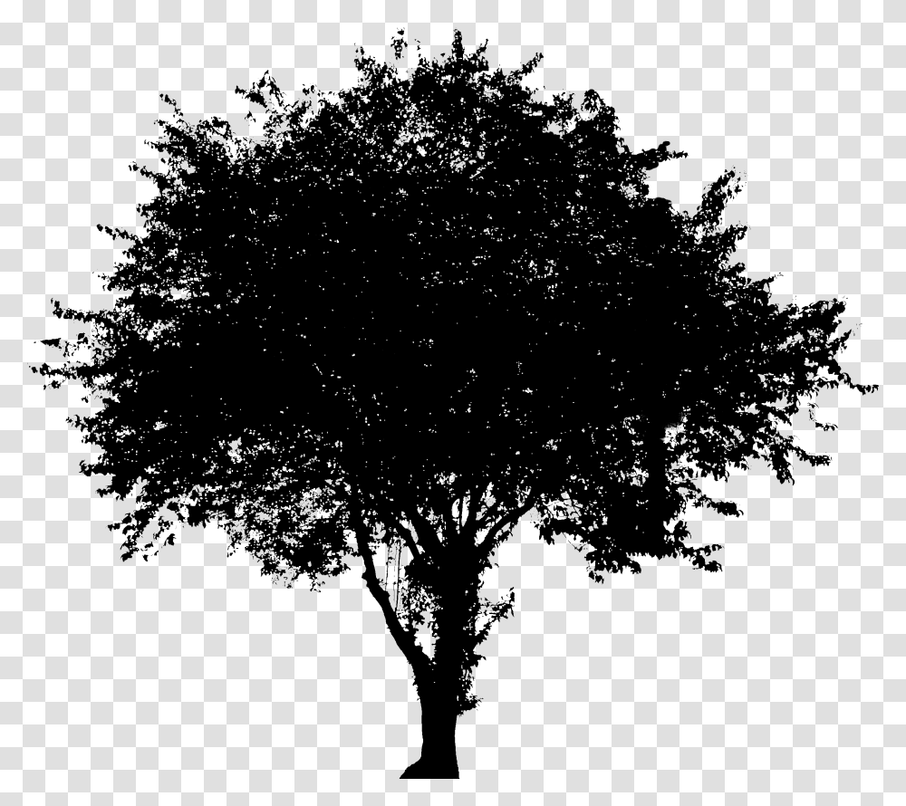 Evergreen Vector Silhouette Dogwood Tree Vector, Gray, World Of Warcraft Transparent Png