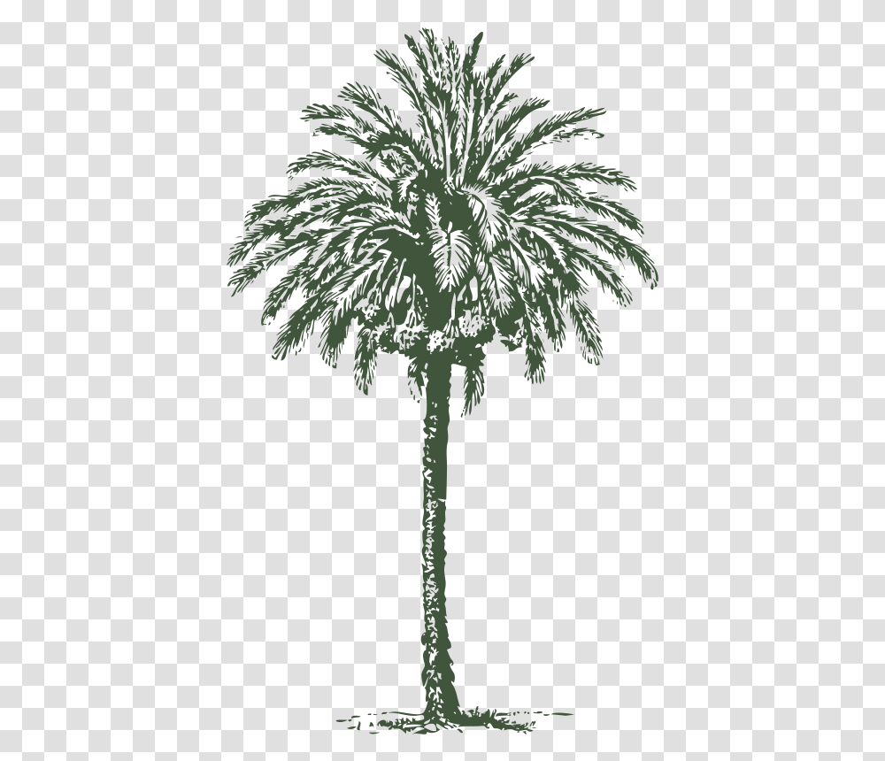 Evergreenplantarecales Arabian Palm Tree, Arecaceae, Cross, Nature Transparent Png