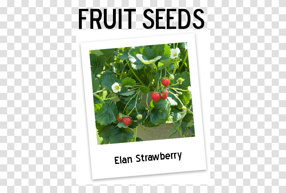 Eversweet Strawberry Plants Icon Strawberry Elan, Fruit, Food, Raspberry, Cherry Transparent Png
