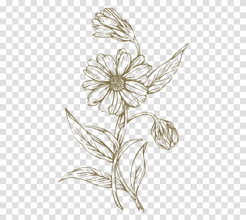 Everyday Skin Support Balm The Lost Explorer Flower Line Drawing, Floral Design, Pattern Transparent Png