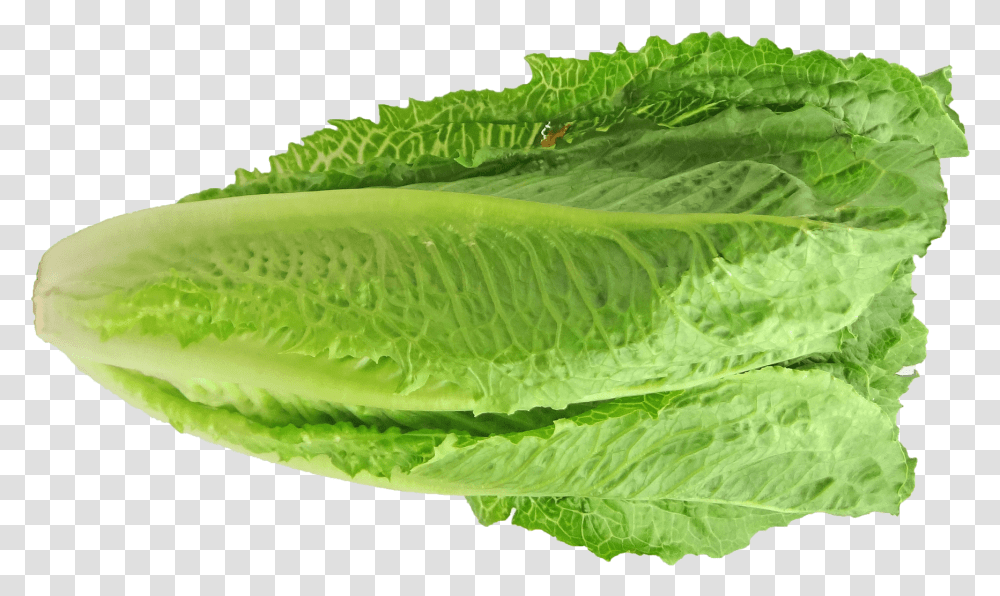 Everything You Need To Know About The Romaine Lettuce Lechuga Romana Y Orejona, Plant, Vegetable, Food Transparent Png