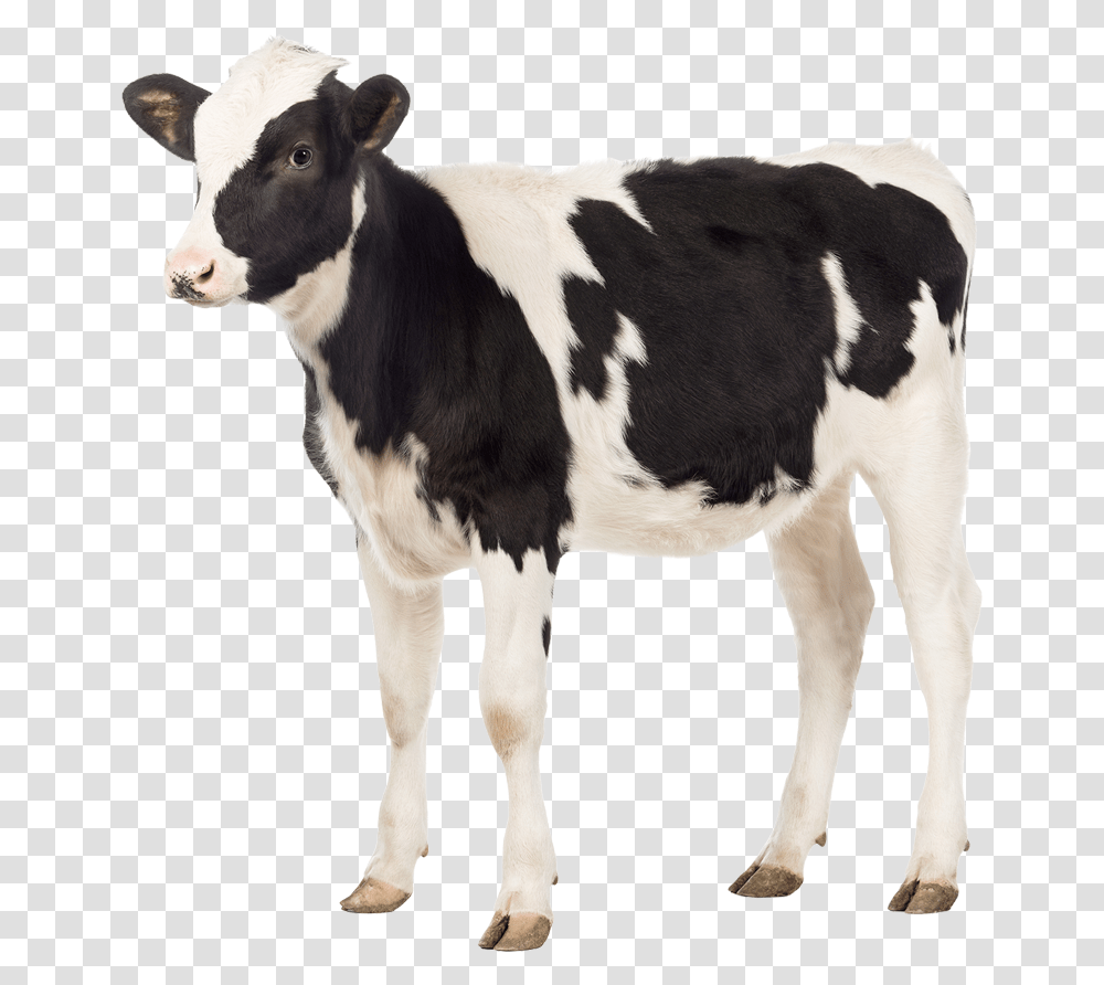 Eviban Dopharma Do Not Eat Animals, Cow, Cattle, Mammal, Calf Transparent Png
