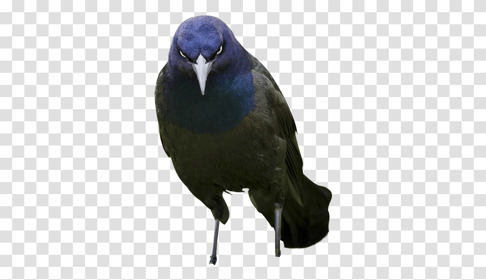 Evil Bird Cutout From Psb Cutouts Boat Tailed Grackle, Animal, Jay, Beak, Blue Jay Transparent Png