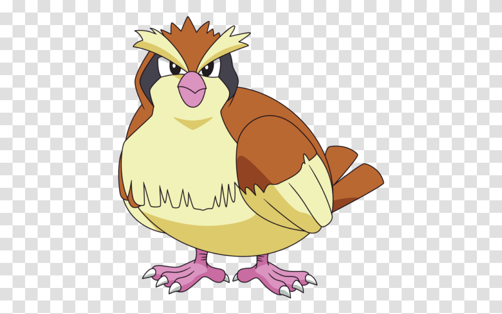 Evolucin De Pidgey Pidgey, Bird, Animal, Duck, Goose Transparent Png