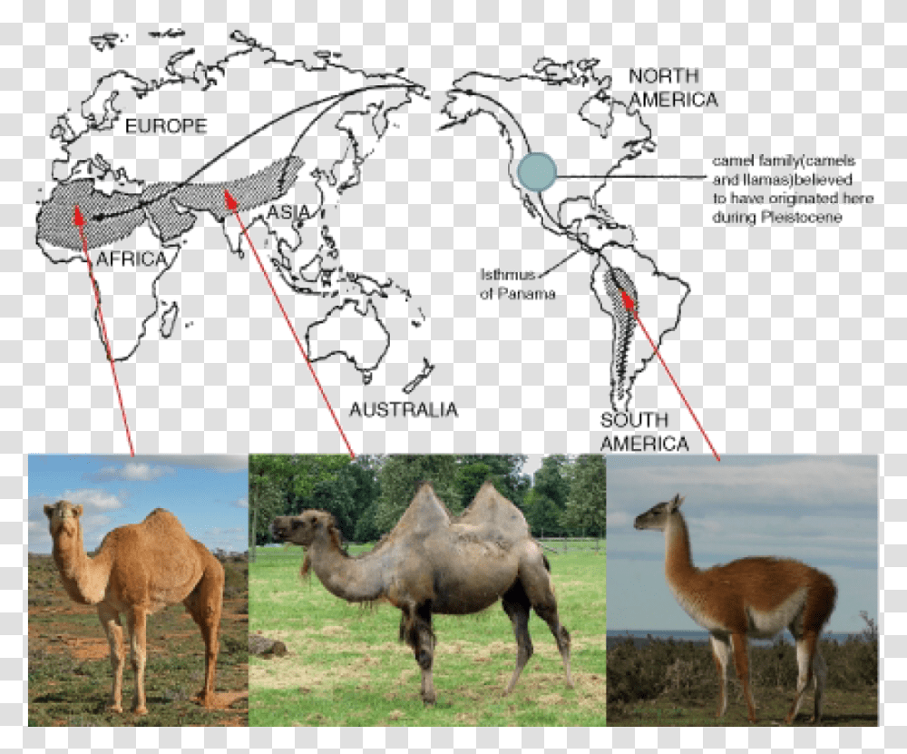 Evolution Of Camels And Llamas Download Geographical Evidence For Evolution, Antelope, Wildlife, Mammal, Animal Transparent Png