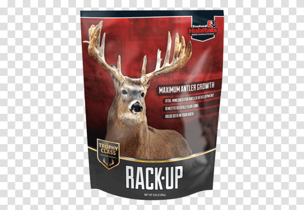 Evolved Rack Up Deer Development, Antler, Antelope, Wildlife, Mammal Transparent Png