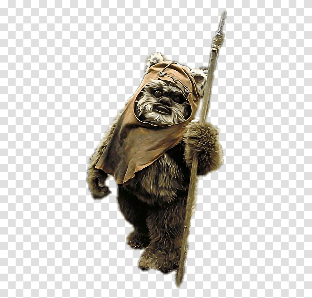 Ewok Star Wars Hd Download, Bird, Animal, Insect, Invertebrate Transparent Png