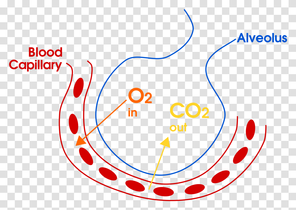 Example Of Gas Exchange In The Lungs For Copd Overlap Gas Exchange In Alveoli Diagram, Gauge, Light, Coin, Money Transparent Png