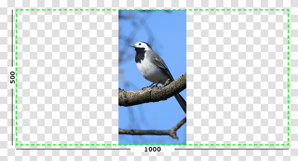 Example Of Max Filter On An Image Old World Flycatcher, Bird, Animal, Jay, Advertisement Transparent Png