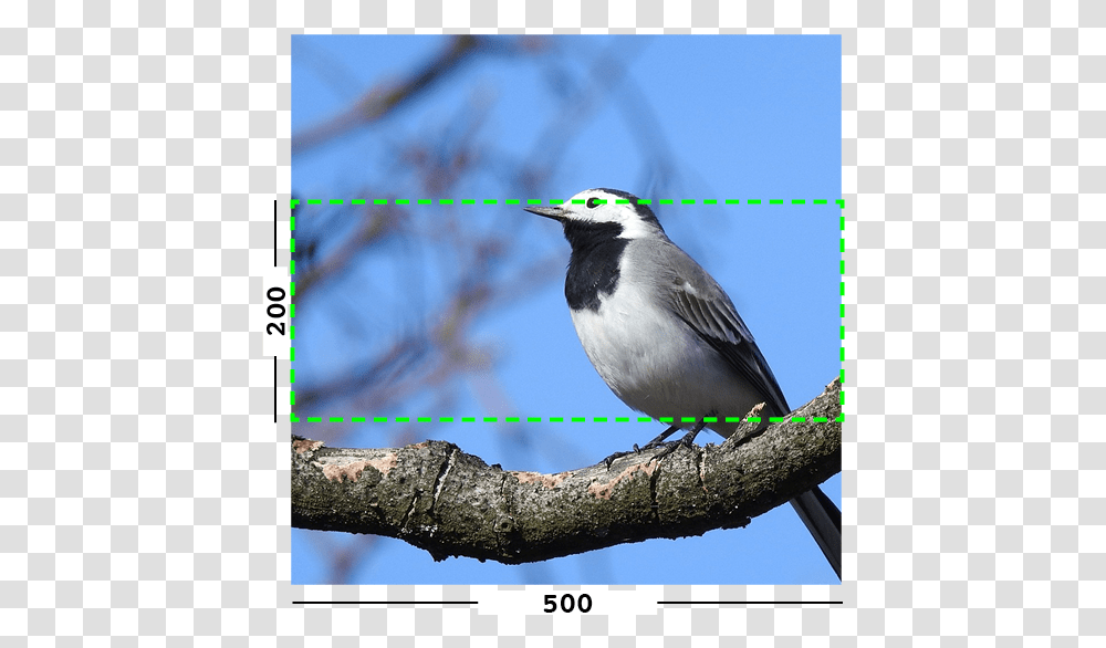 Example Of Min Filter On An Image Old World Flycatcher, Bird, Animal, Jay, Blue Jay Transparent Png