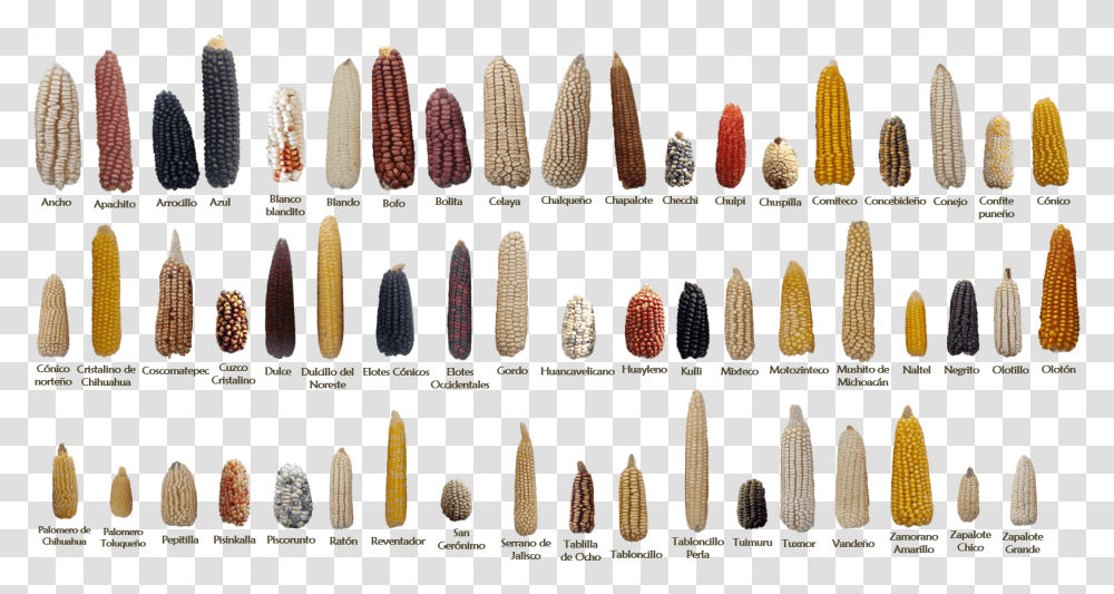 Examples Of Some Of The 59 Native Mexican Maize Landraces Diversidad Genetica Del Maiz, Plant, Food, Vegetable, Hair Transparent Png
