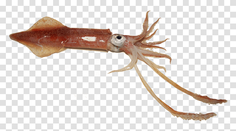 Examples Of Squid Download, Seafood, Sea Life, Animal, Lizard Transparent Png