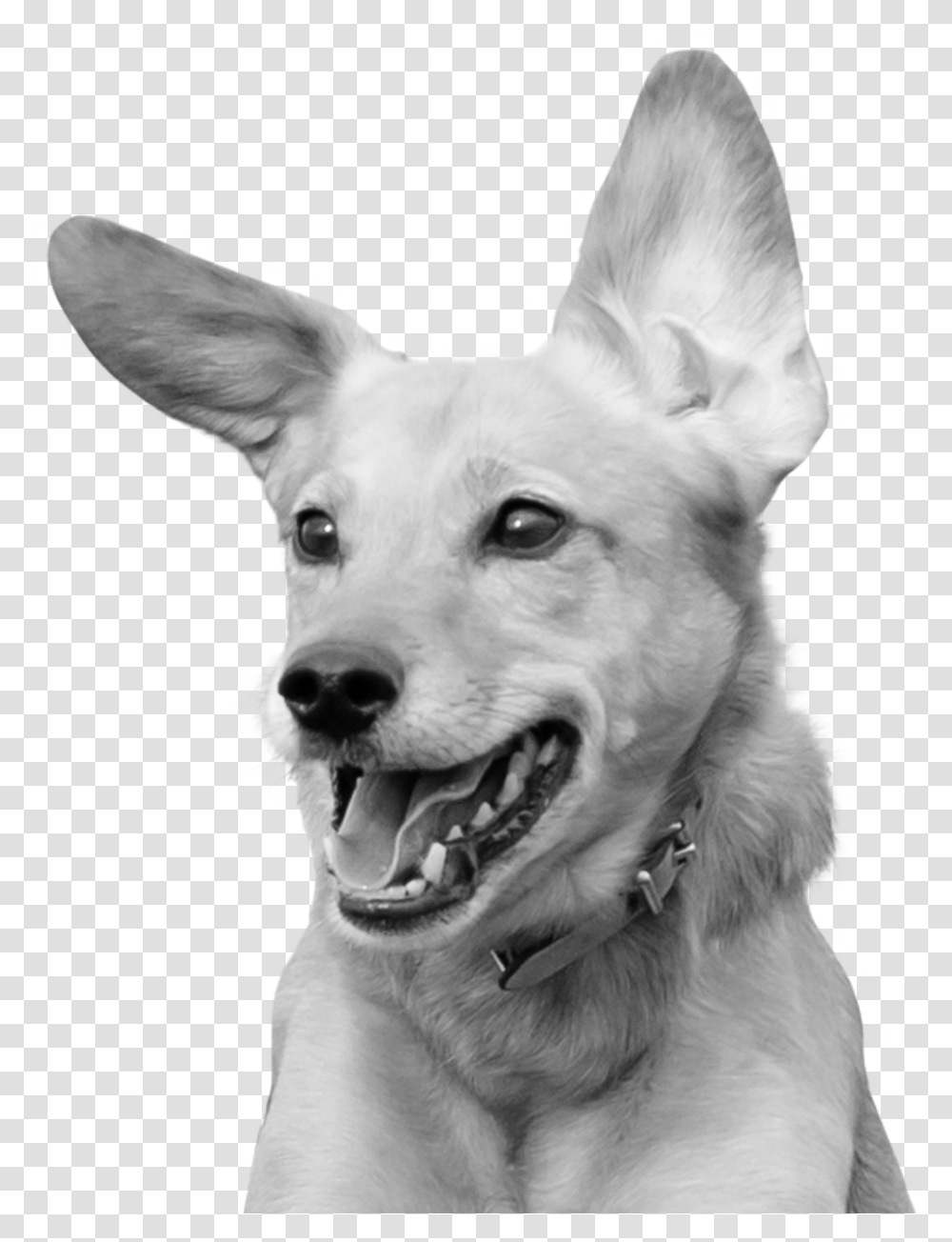 Excited Photograph, Dog, Pet, Canine, Animal Transparent Png